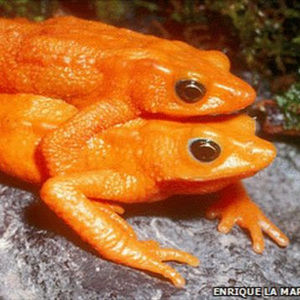 Meet your Posher, Dani